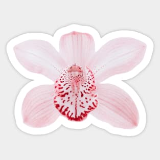 Light Pink Orchid Flower Element Sticker